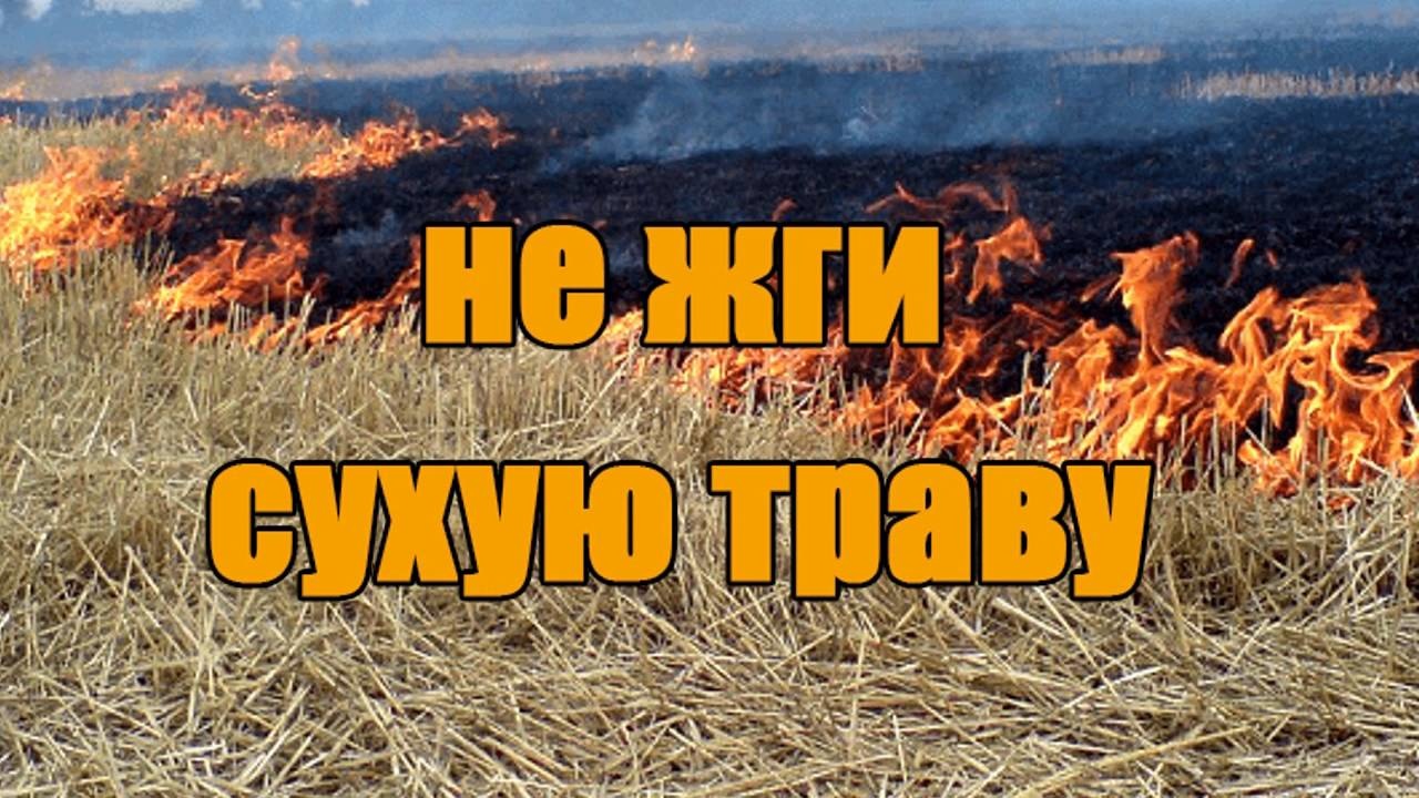 Новгородцам напомнили, чем опасен пал сухой травы.